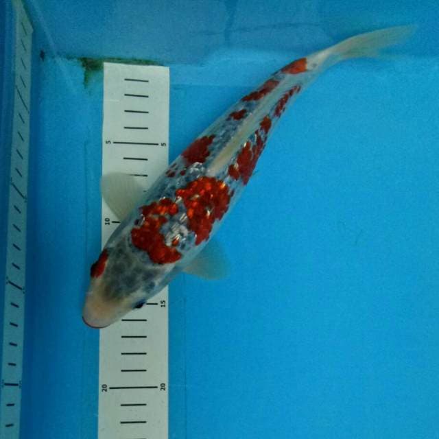 Goshiki GINRIN 26 CM