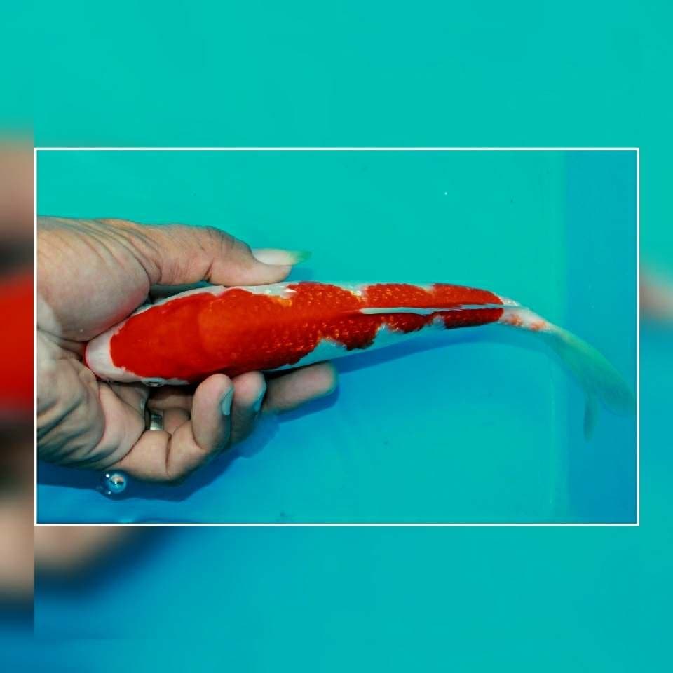 KOHAKU POLA KERIS LEKUK 5