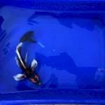 kin kabuto kumpay 20cm