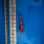 sanke joss 27cm