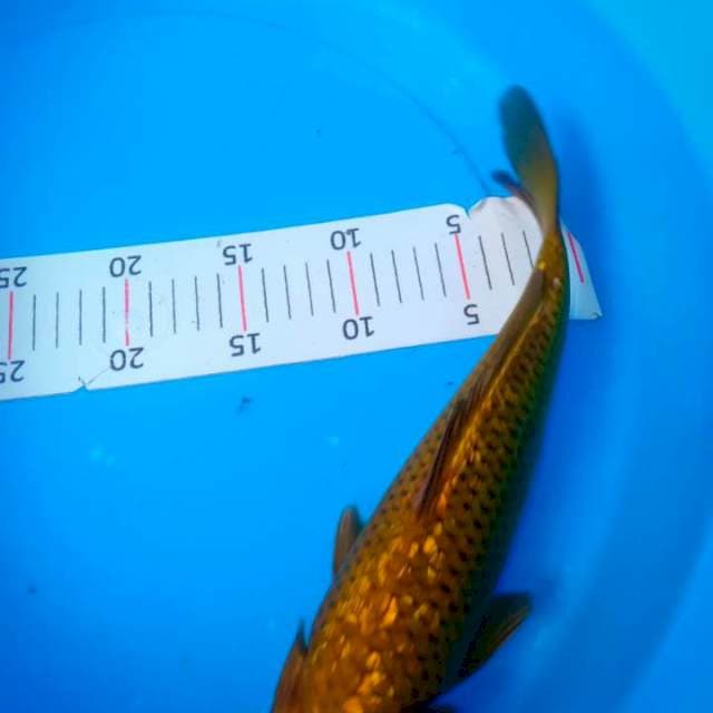 30cm