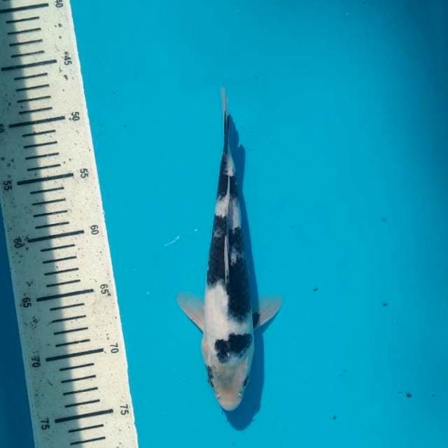 Shiro utsuri Male 25cm