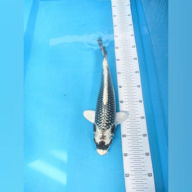 Kabuto Male 35