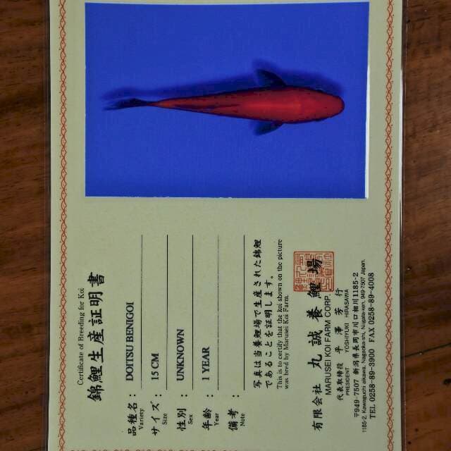 Doitsu Benigoi (Marusei) 15cm. Import dan Sertifikat