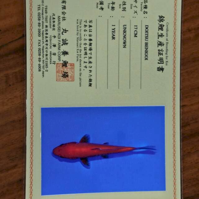 Doitsu Benigoi (Marusei) 17cm. Import dan sertifikat