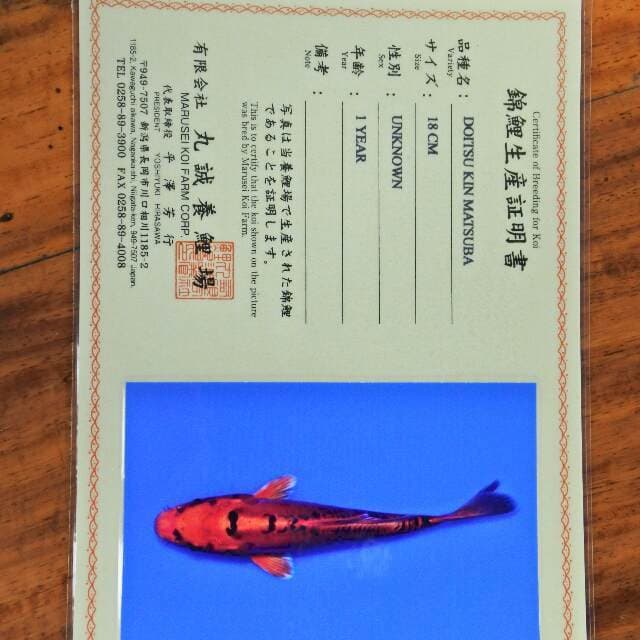 Doitsu Kin matsuba (Marusei) 18cm. Import dan Sertifikat