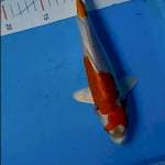 Hariwake 25bu