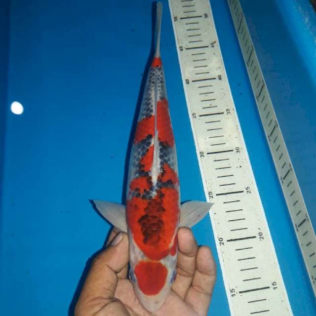 Red male goshiki