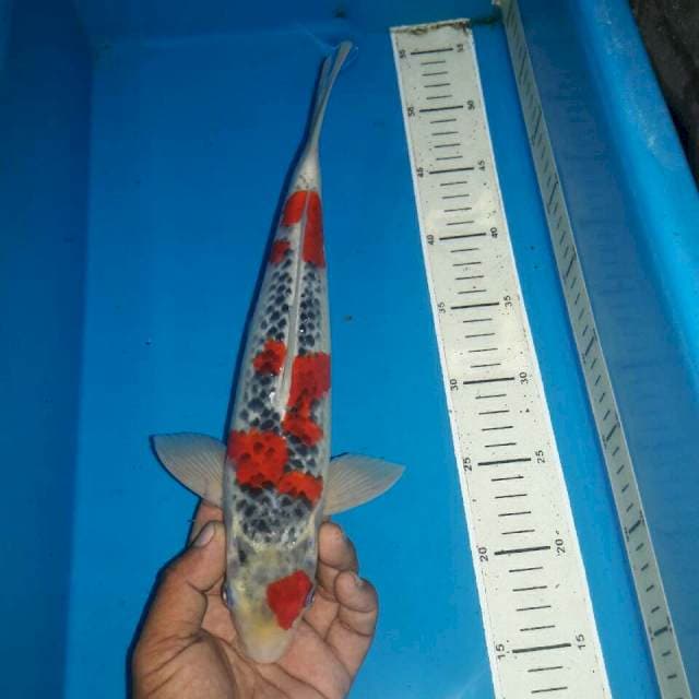 Goshiki red male
