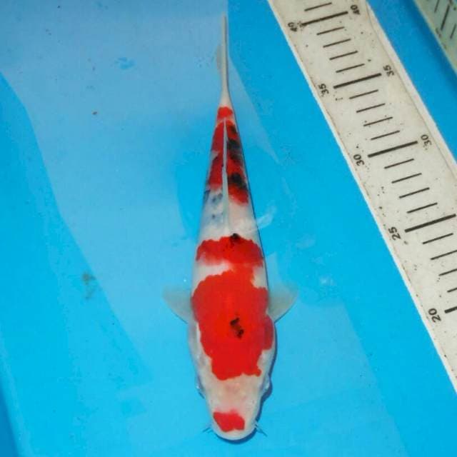 KUCIBENI SANSHOKU