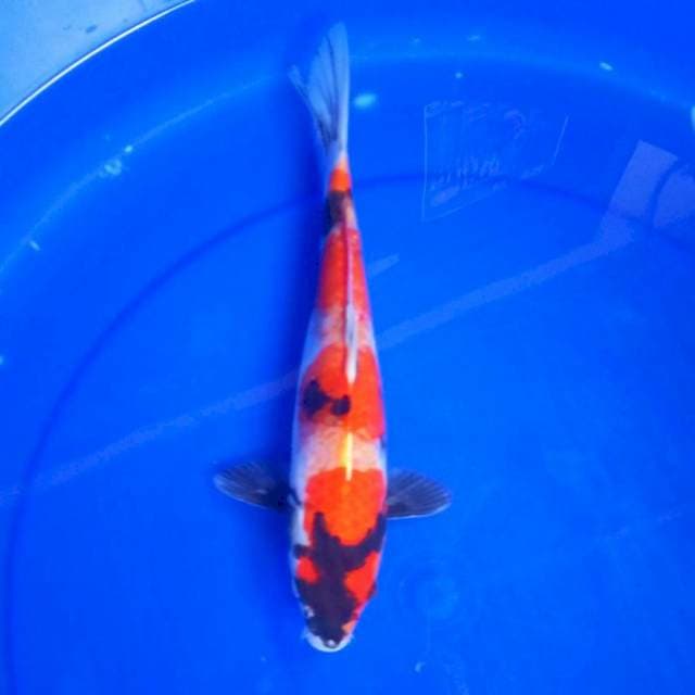2. SHOWAK #29CM