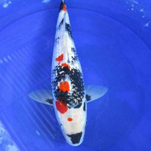Showa ginrin putih salju ±37cm