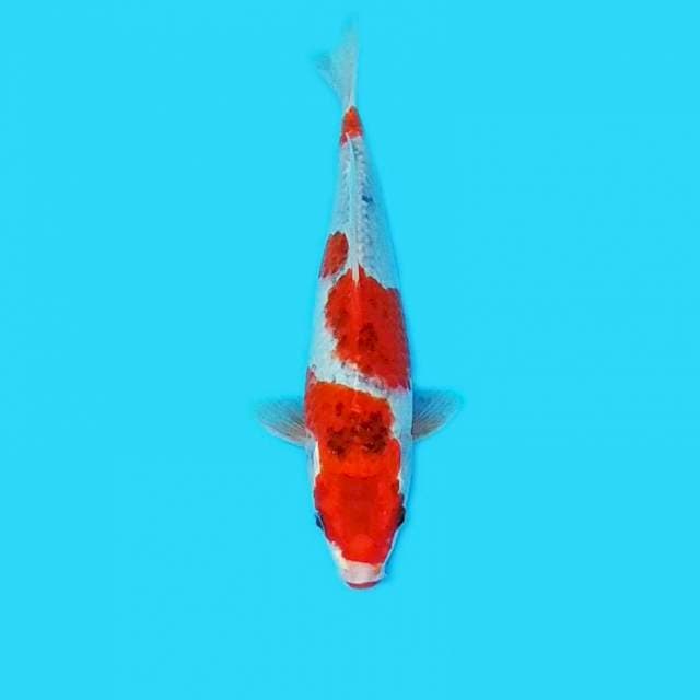 Ghosio 30cm