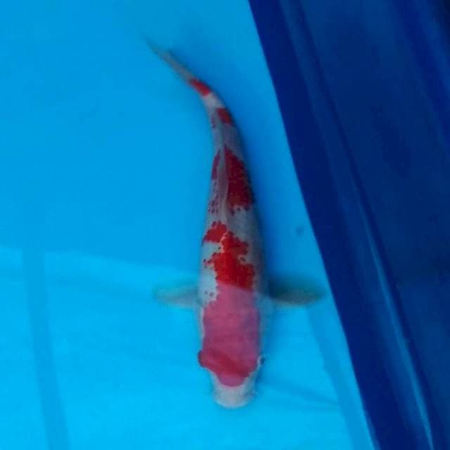 Kanoko kohaku 28cm