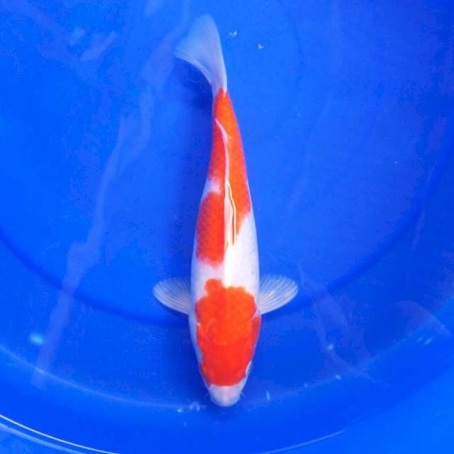 3. KOHAKU GINUK #27CM