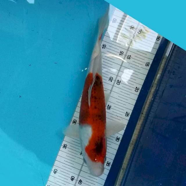 Goromo 29cm