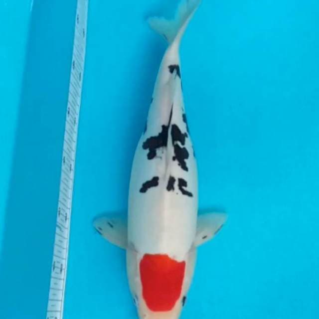 Doitsu Tancho Sanke 35cm