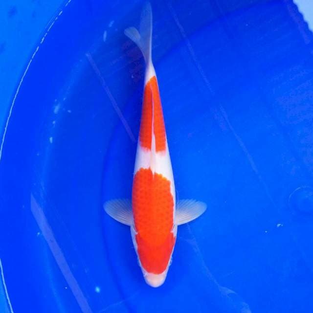 6. KOHAKU BLOODY #27CM