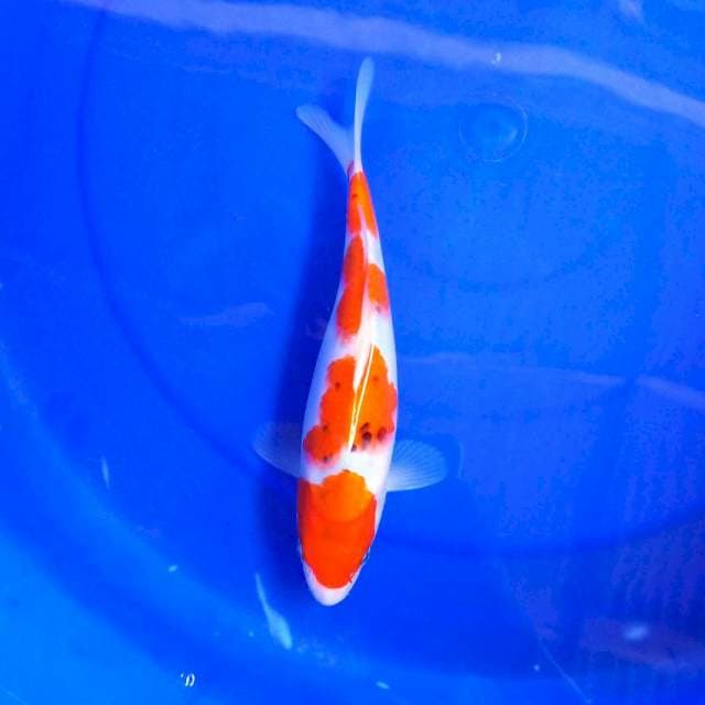 7. Ai GOROMO BULKY # ±26CM