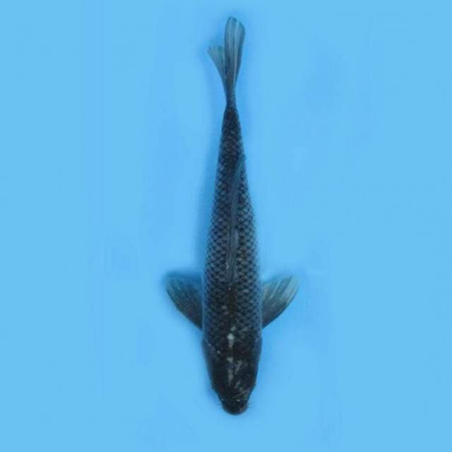 BKS ( SORAGOI 38 CM )