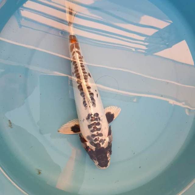 Kiko 30cm