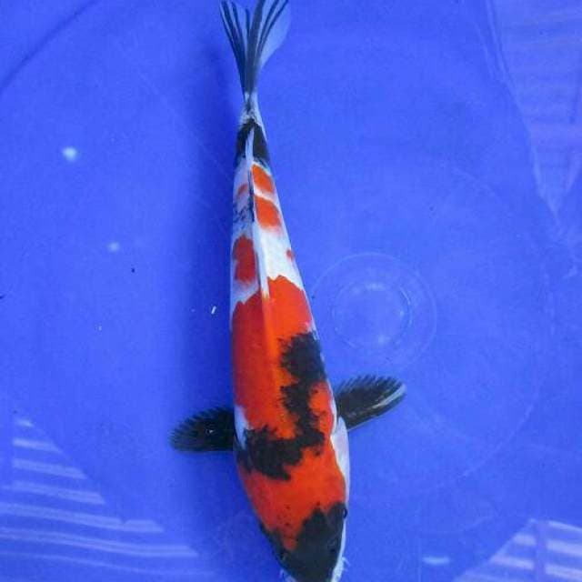 Showa ±25cm