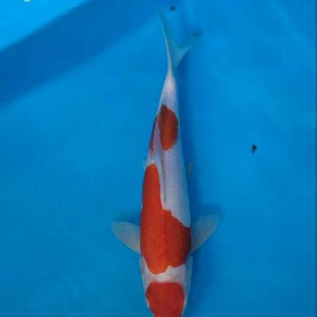 Maruten kohaku