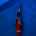 Maruten kohaku