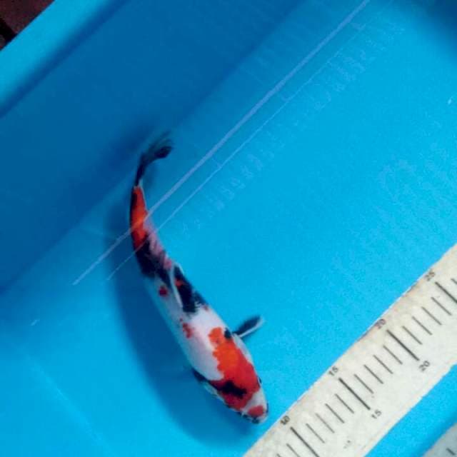 Kindai Showa 25cm