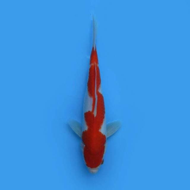 BKS ( KOHAKU 32 CM ) 
