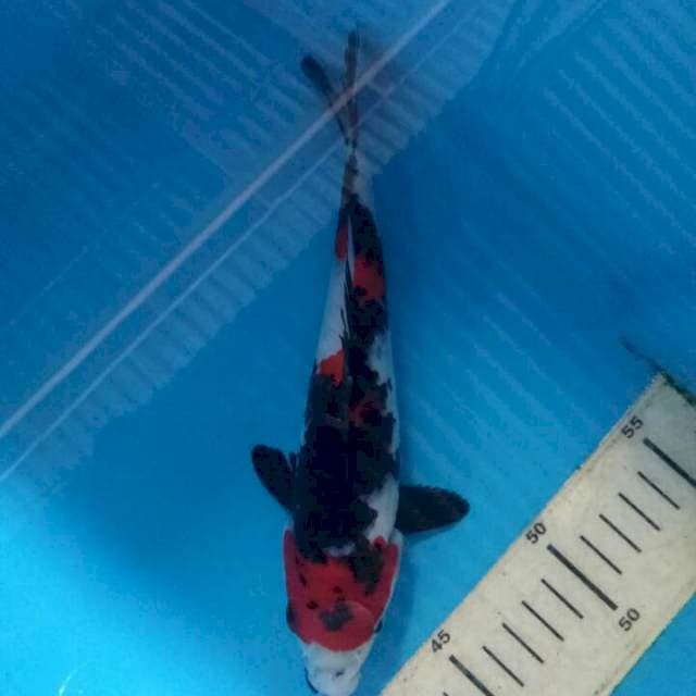 Showa 22cm