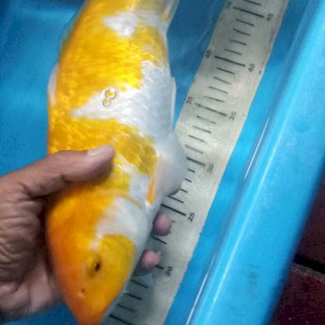 Hariwake 38cm