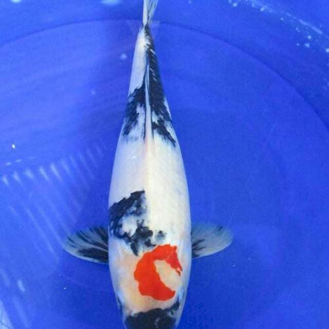 Tancho bulan sabit merah ±36cm