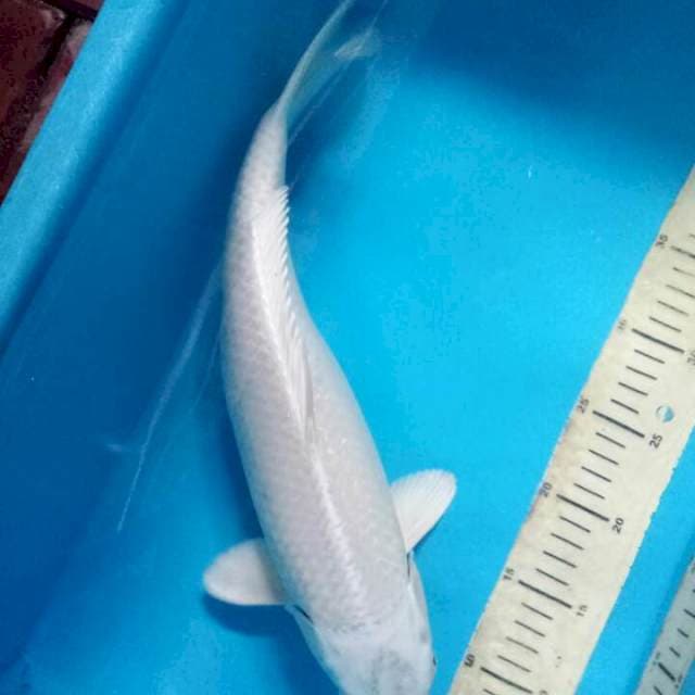 Puracina 40cm