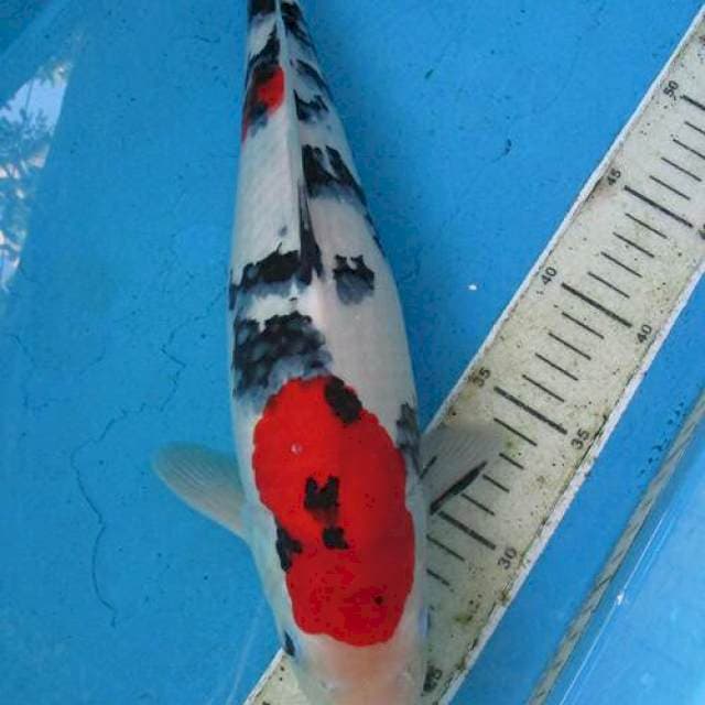 Male sansoku stronge ±37cm