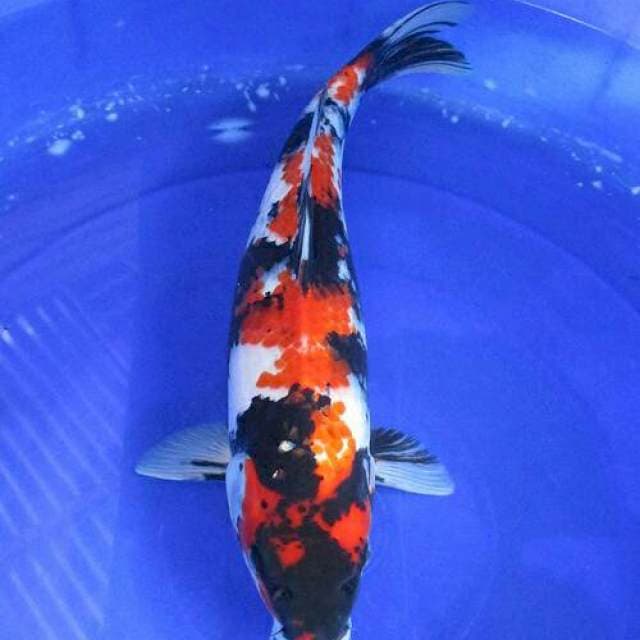 Showa sansoku ±40cm
