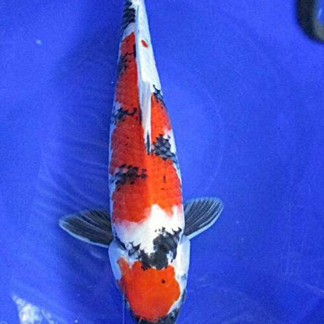 Showa sansoku ±37cm