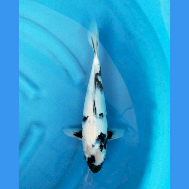 Shiro Damiri Koi
