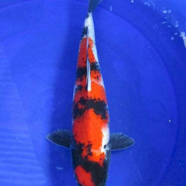 Showa ±36cm