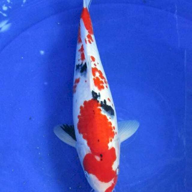 Kindai showa kanoko ±34cm