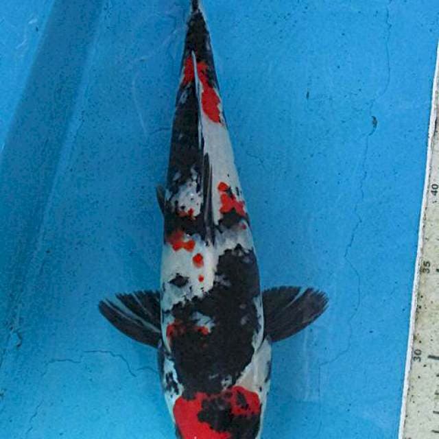 Showa maruten +35cm