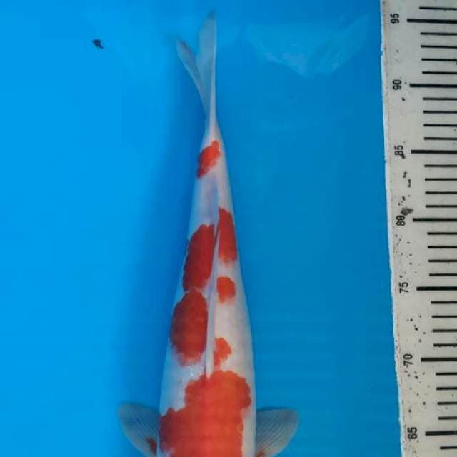 Kohaku