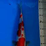 Kohaku