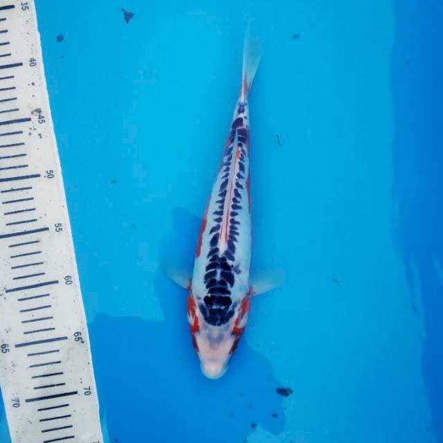 shusui 29cm