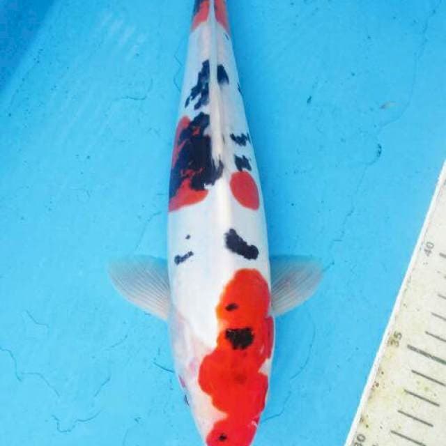 Showa doitsu ±30cm murni