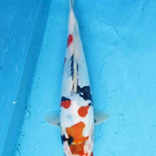 Showa doitsu ±27cm murni