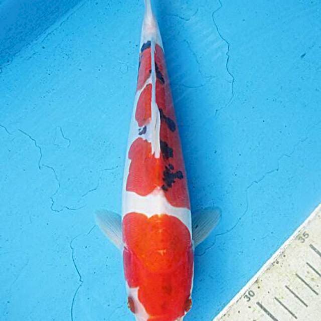 Sanke doitsu ±26cm