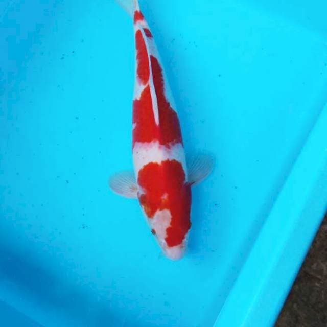 NJK - KOHAKU ORI 