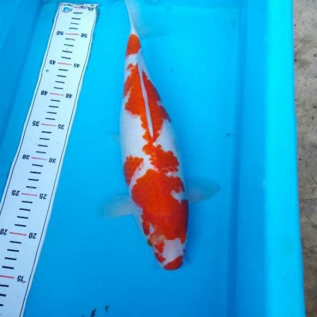 NJK - KOHAKU KANOKO