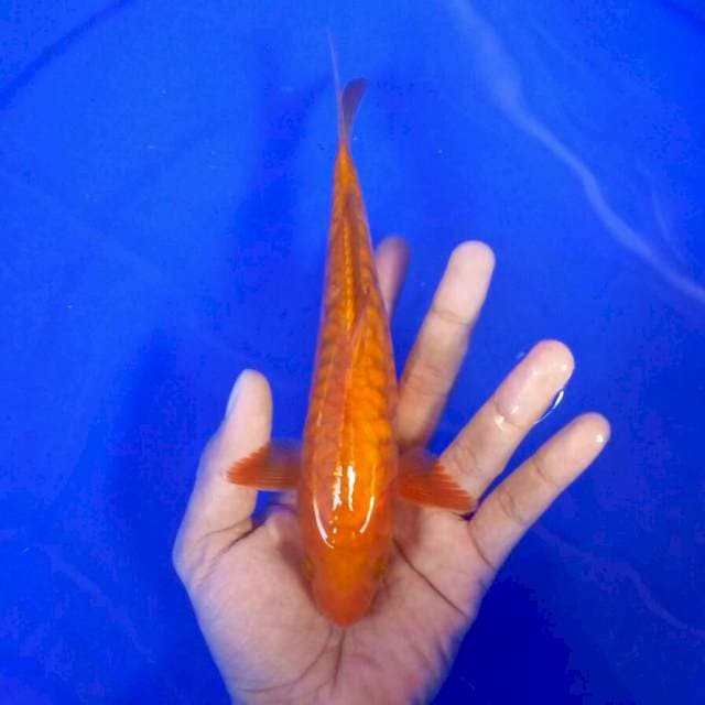 2. Baby Aragoke || 25 cm